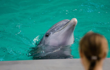 A playful dolphin rises from the water to greet visitors during an interactive marine experience.