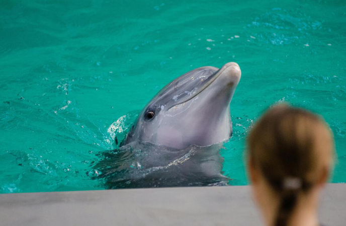 Dolphin during a show in Hyatt Ziva Cancun
